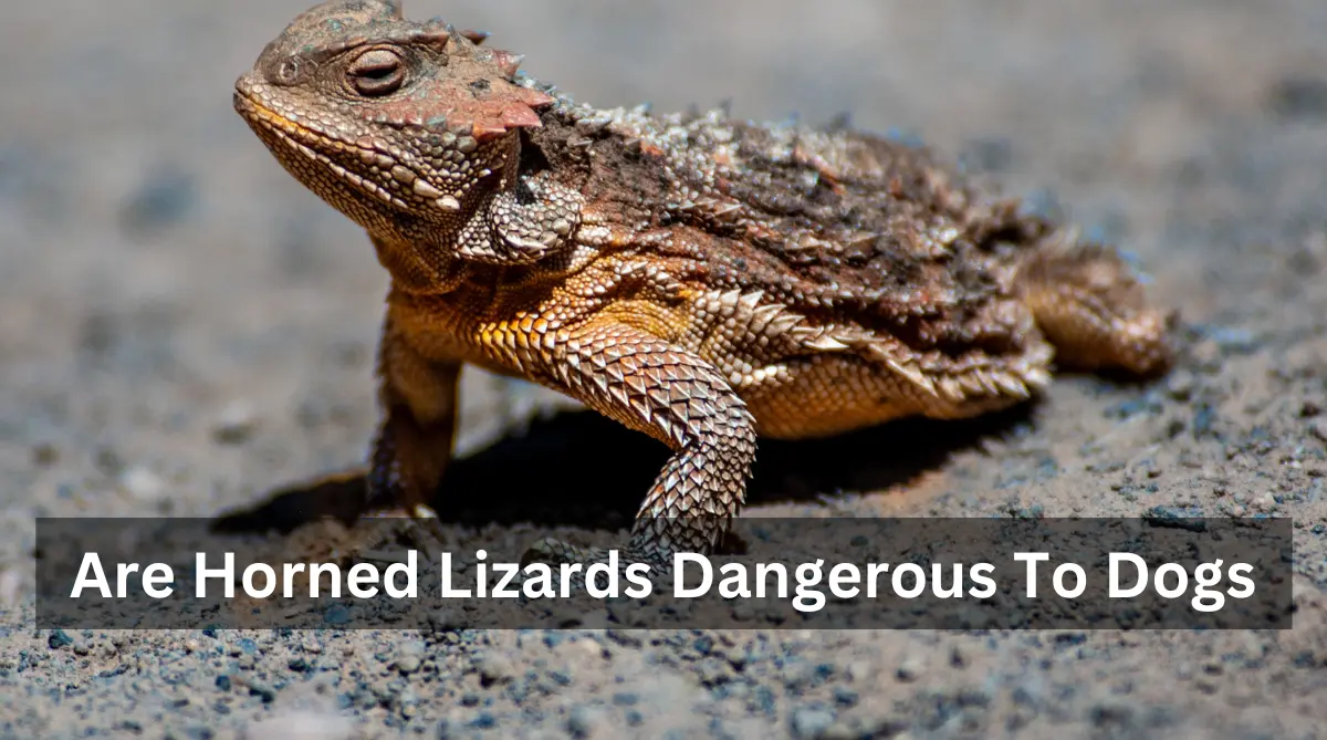 Are Horned Lizards Dangerous To Dogs