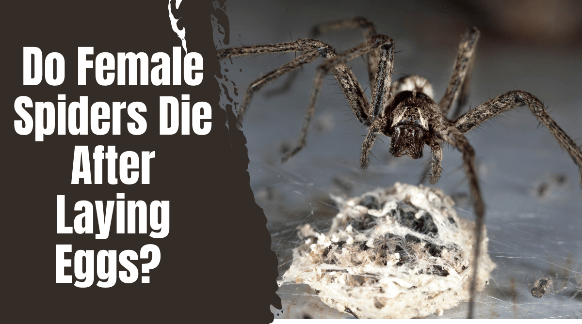 Do Female Spiders Die After Laying Eggs?
