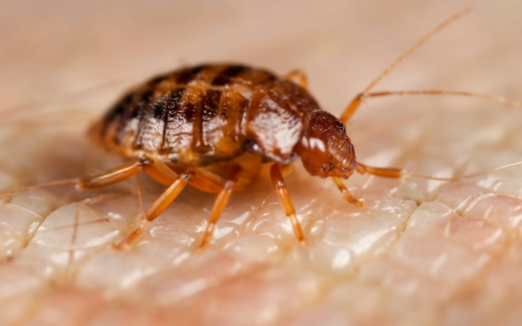 Bed Bugs May Lay Eggs Inside Your Skin or Ears!